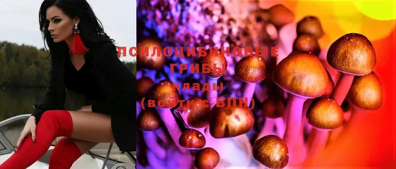 OMG рабочий сайт  Поворино  Псилоцибиновые грибы Magic Shrooms  цены  